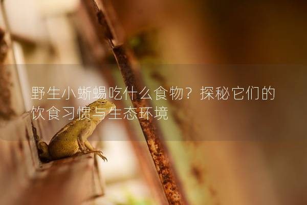 野生小蜥蜴吃什么食物？探秘它們的飲食習(xí)慣與生態(tài)環(huán)境